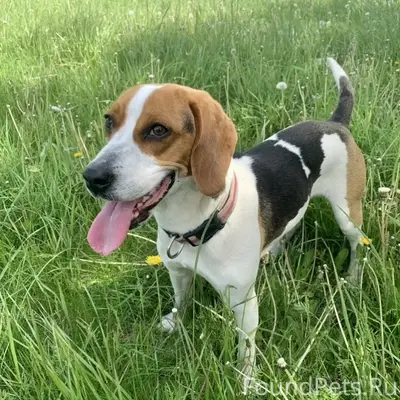 Пропала гончая Юна, г. Краснодар