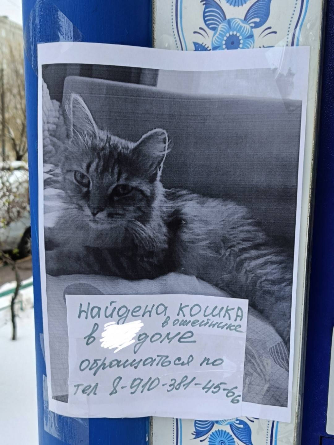 Найдена кошка в ошейнике, Автозавод