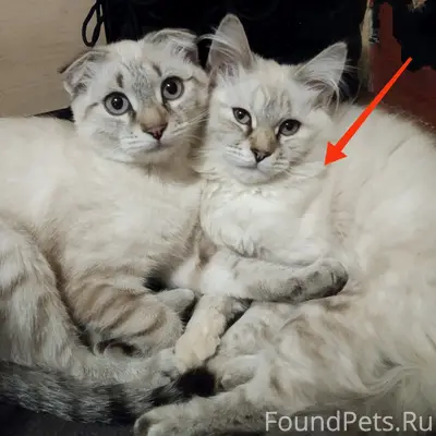 Пропала кошка Мося, Подольск, район Шепчинки