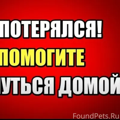 Пропал кот Марсик, Слободка