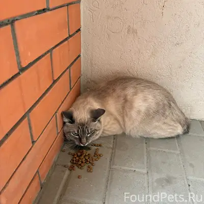 Найден домашний кот, Курчатова 25а