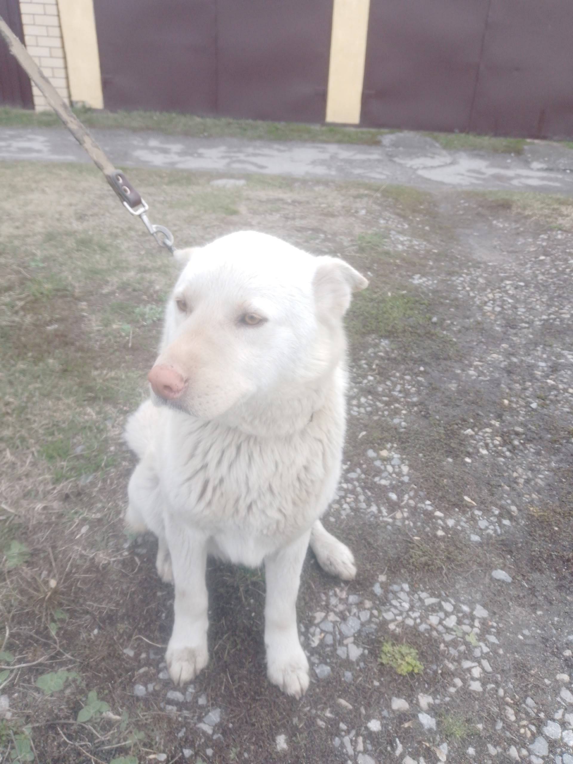 Найден пёс, контактный