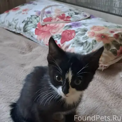 Найден котёнок, 18-я Северная, район Осоавиахимовской