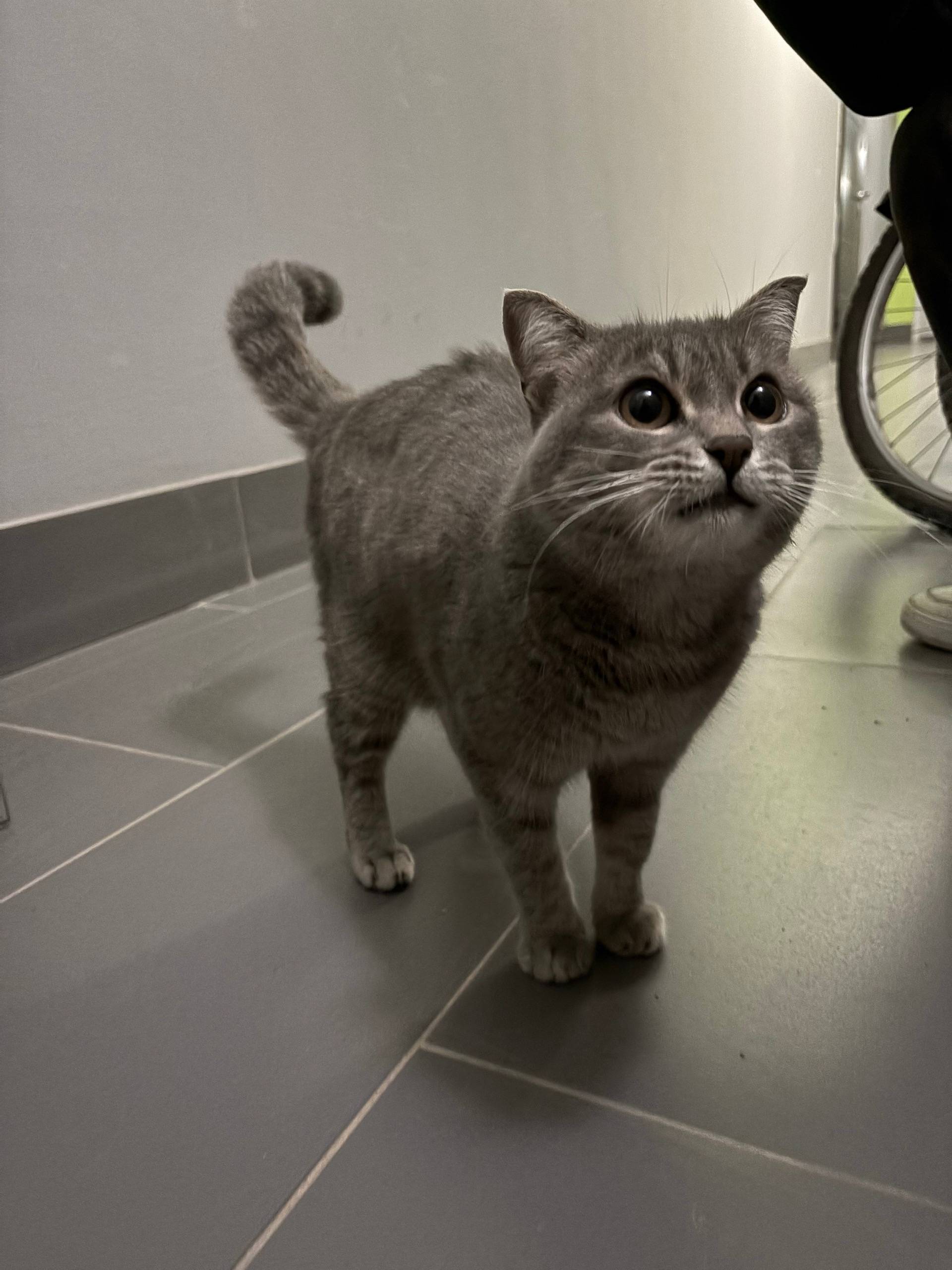 Найдена кошка, Симонова