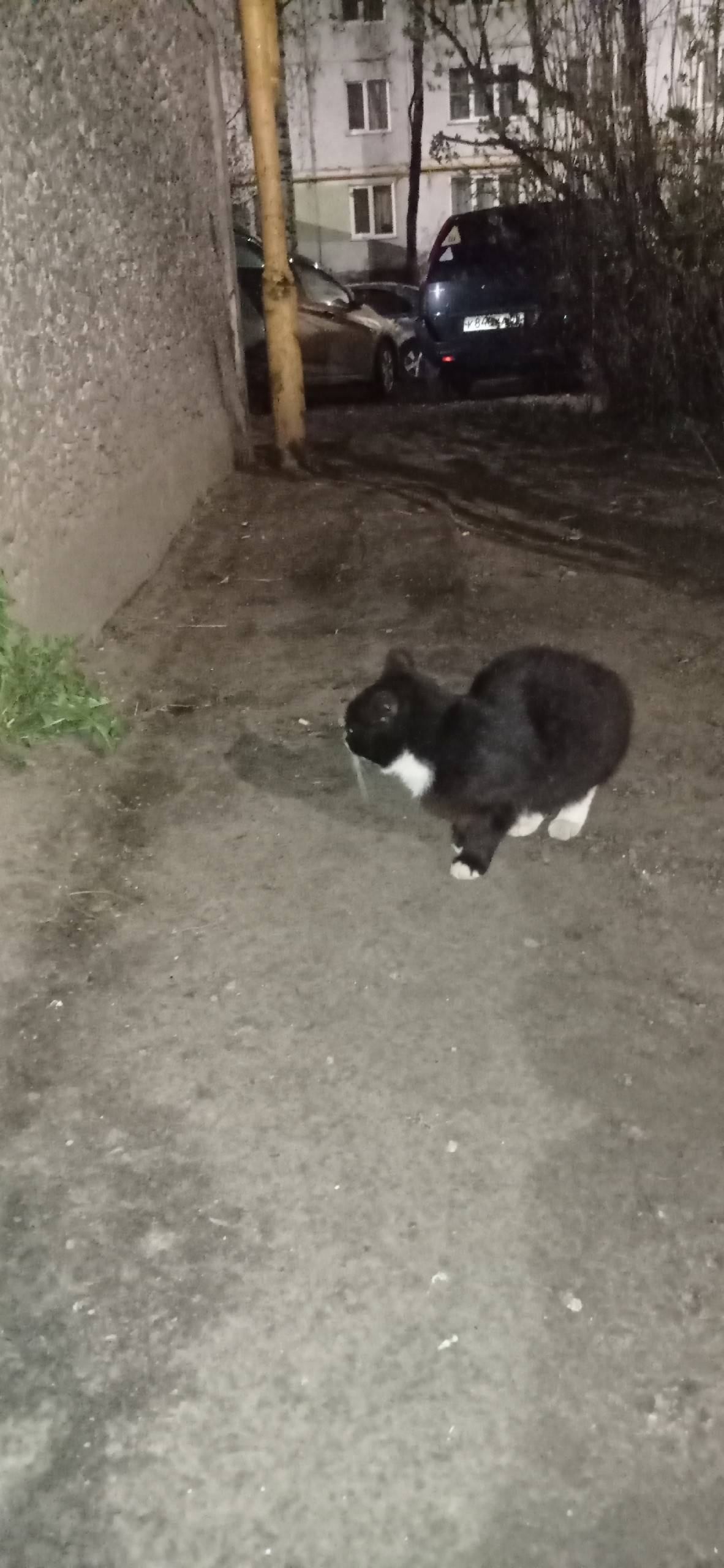 Найдена кошка, Завеличье