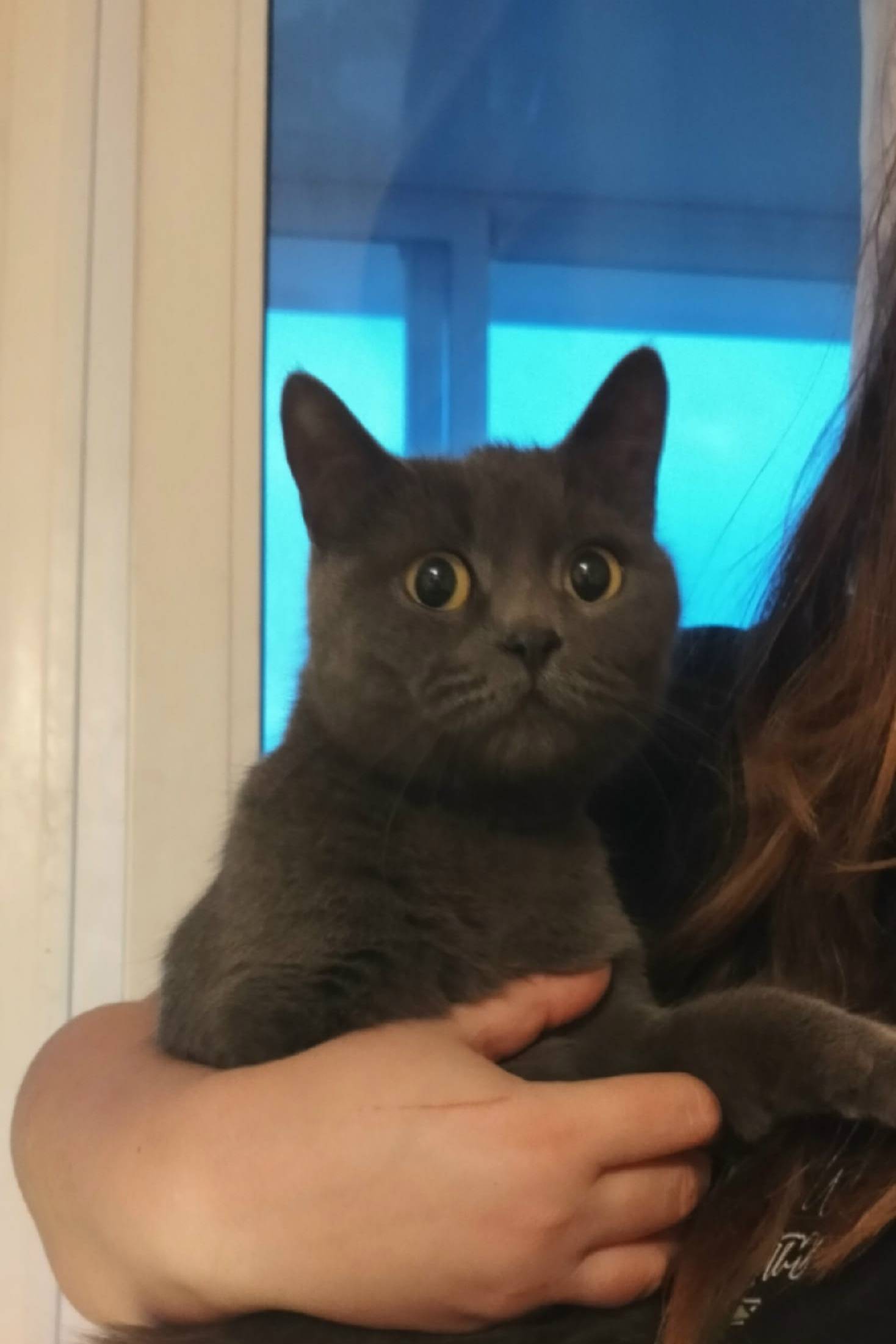 Найдена серая кошка, похожа на британку