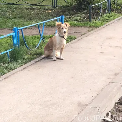 Пропала собака Джерси