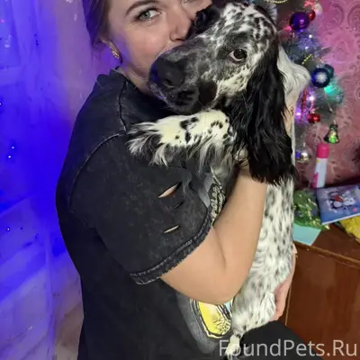 Пропала собака русский спаниель, свяжитесь по номеру