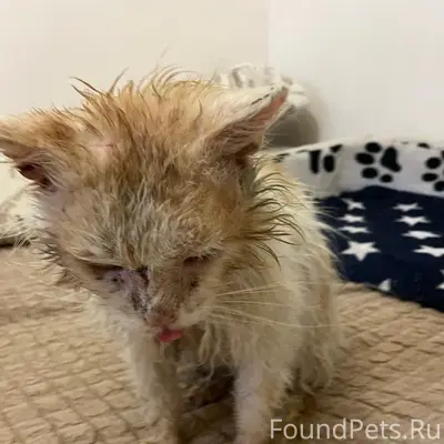 Найден кот, пос. Российский