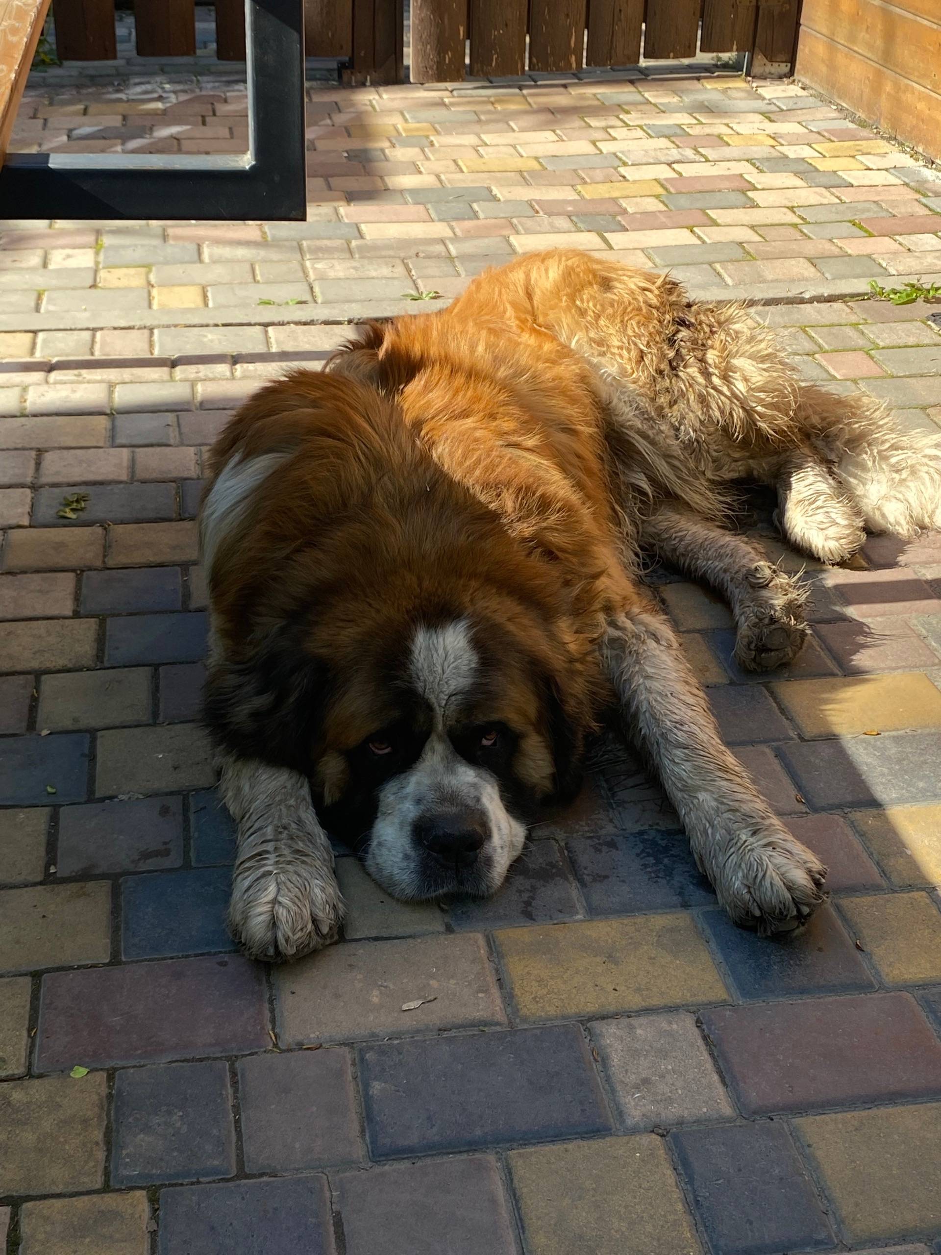 Найден сенбернар, Евдокимова 39А