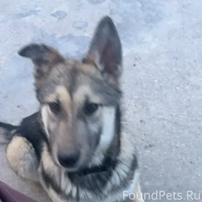 Найден пёс, район кизяки