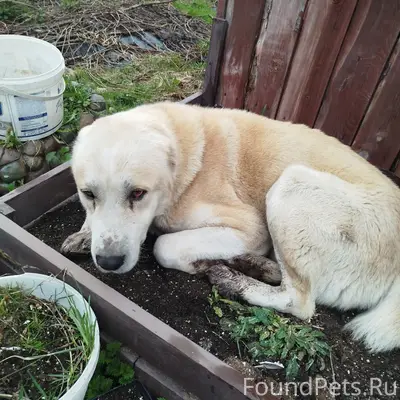 Найден алабай, ищем хозяина