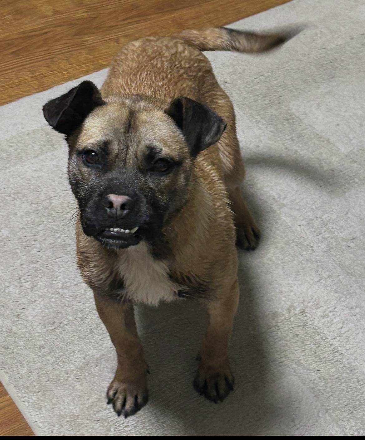 До 1 года. Метис. Похож на боксера. 