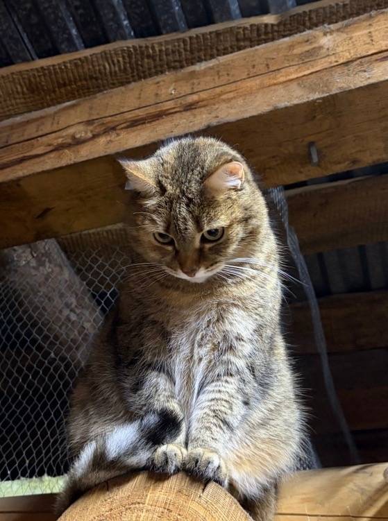 Пропала кошка Дана, район стройматериалов