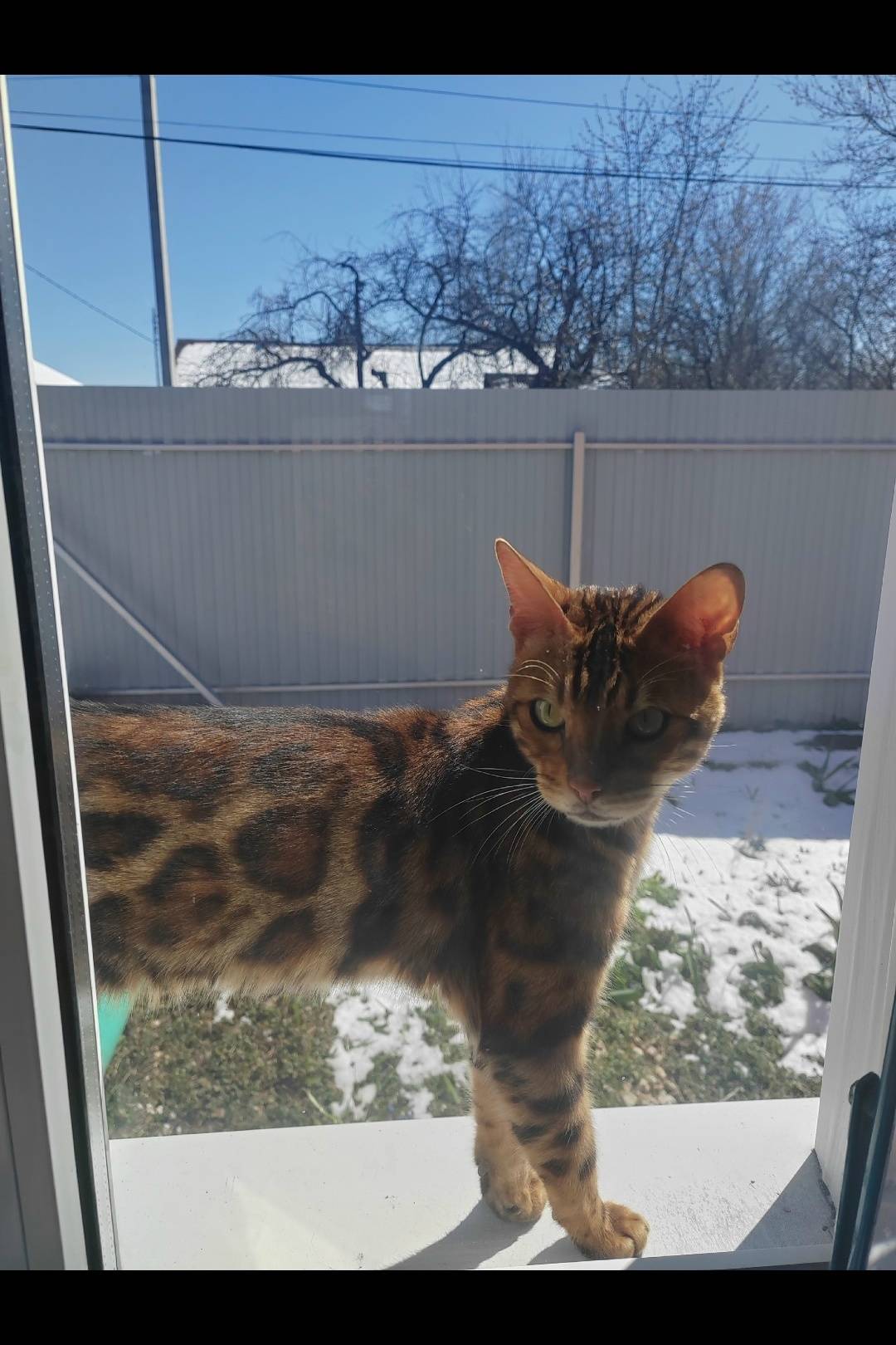 Найден бенгал, с. Поляны, Рязанская обл.