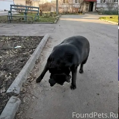 Найденна собака, улица Весенняя