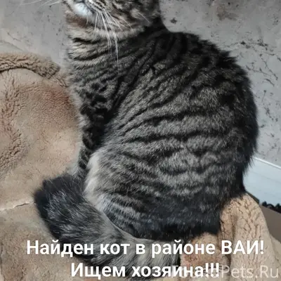 Найден кот, район ваи