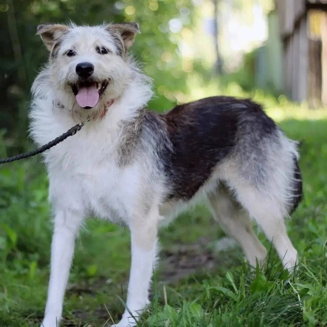 Пропала собака, Новая стройка