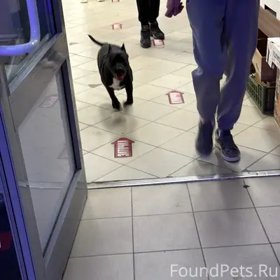 Пропал щенок, район водстроя