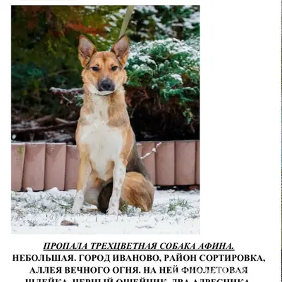 Пропала собака Афина