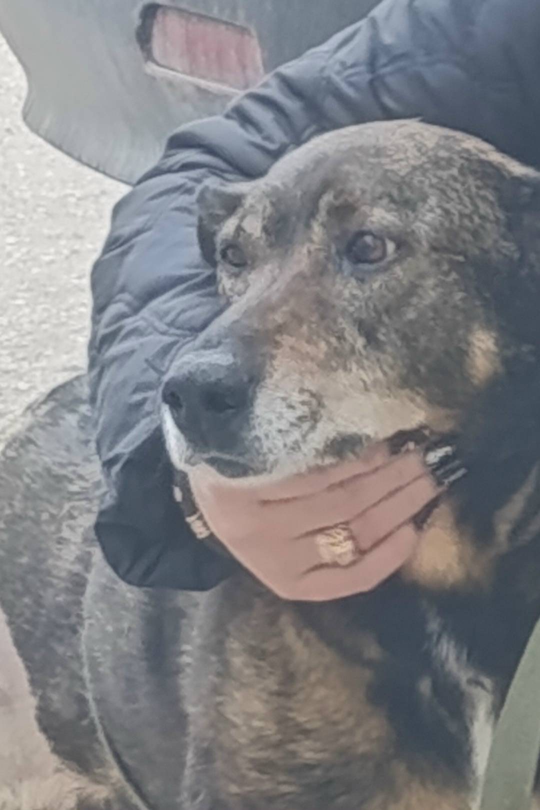 Пропала собака Пальма, серпантин в Инкерман