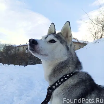 Пропала собака Ева, птицефабрика, город