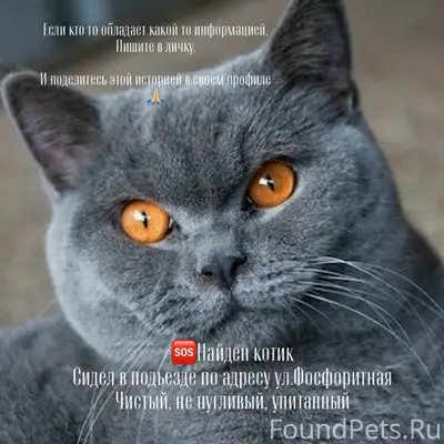 Найден пушистый кот, ул. Фосфоритная