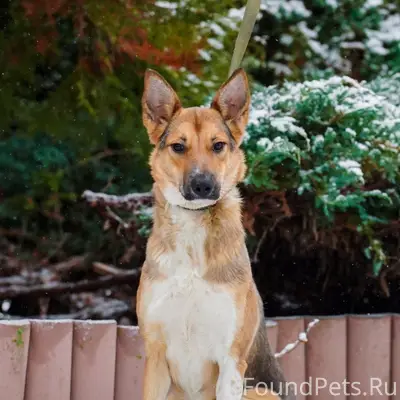 Пропала собака Афина, Иваново