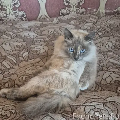 Найдена кошка