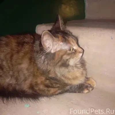 Найдена кошка, Залинейная