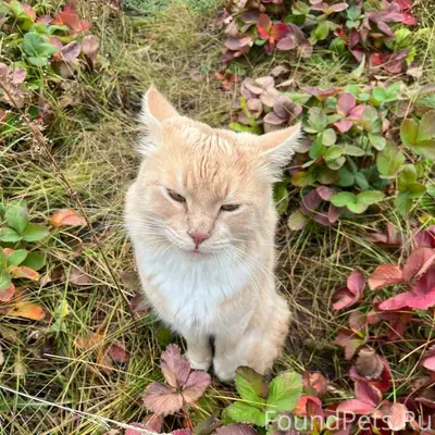 Пропал кот Клэнси, район маяка