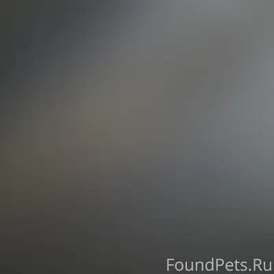 Черная собака с белым пятном среднего размера