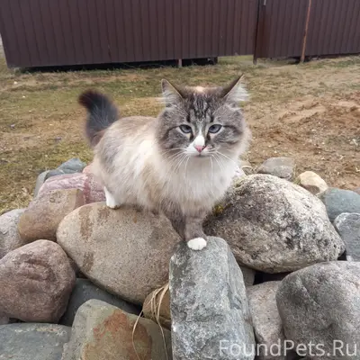 Пропал кот Филя, Переславль-Залесский
