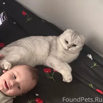 Пропала кошка, район Казачья