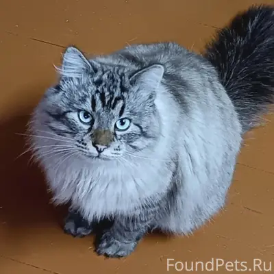 Пропал кот, 
