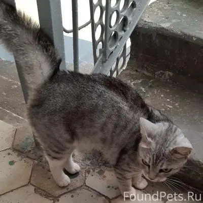 Найдена кошка на Московском шоссе