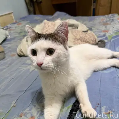 Найдена кошка, Эжва Строитель