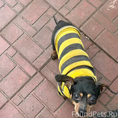 Найден пёс, микрорайон Петровский