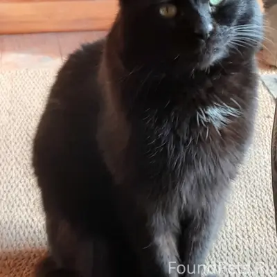 Пропал кот, чёрный с белыми пятнышками, ул. Юпитерская, ул. Строителей