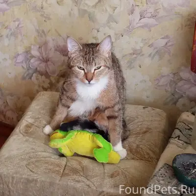 Пропала кошка, район Гагарина-Урицкого