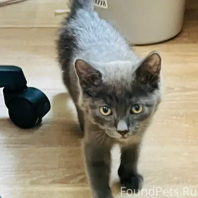 Найден котёнок серого цвета, без дома