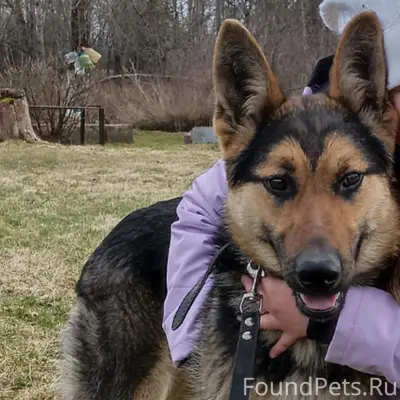 Пропала собака Альфа, д. Путлино