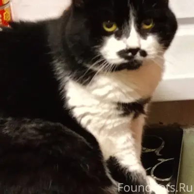 Пропала кошка боб тейл, Автозаводский район