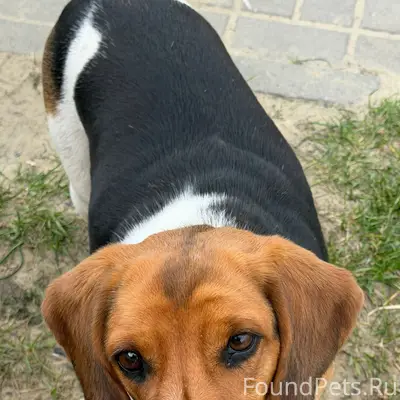 Пропал пёс, м-н Северный