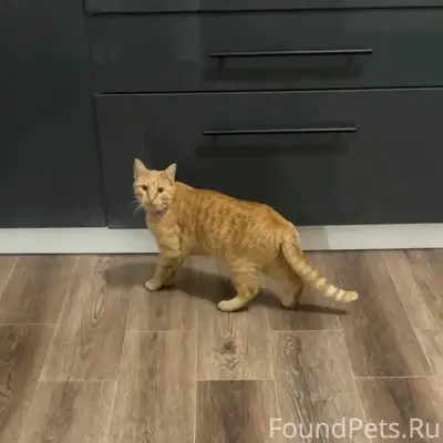 Пропала кошка Морковка, ул. Федоренко