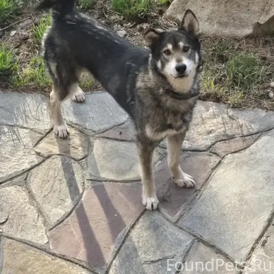 Пропал Гром, западно-сибирская лайка, район Цо Феликс