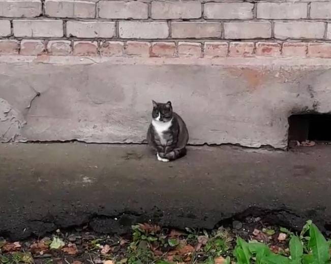 Найдена кошка с редким окрасом, Санкт-Петербург