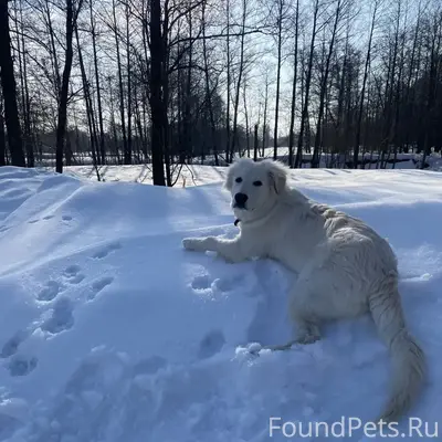 Пропал пёс Рольф, пропал 23.04.2026
