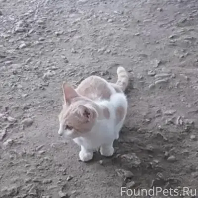 Пропал кот, улица Колхозная