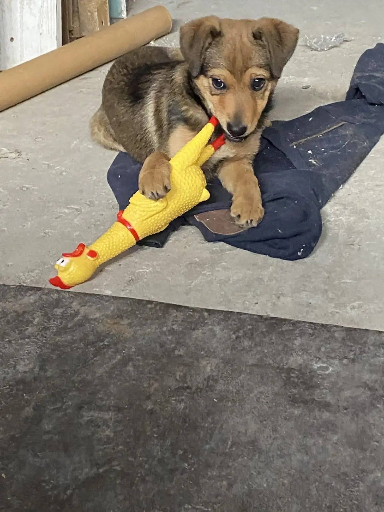 Пропала собака, Ростов на Дону